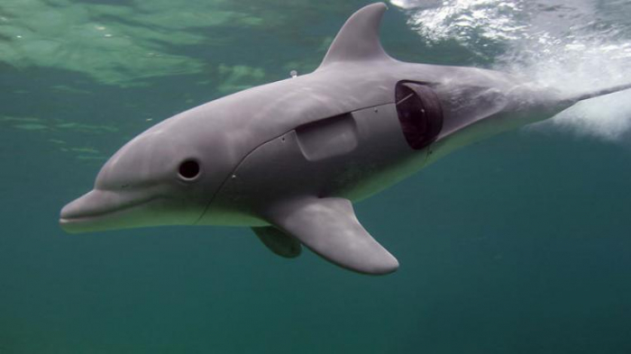     China:     Roboter-Delfine sollen das Ozeanarium revolutionieren