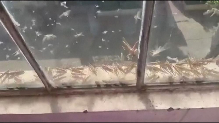   Swarms of desert locusts tear through Rajasthan in northern India -   NO COMMENT    