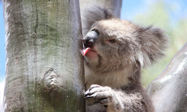 Eats leaves, licks trees: how koalas get enough water to live