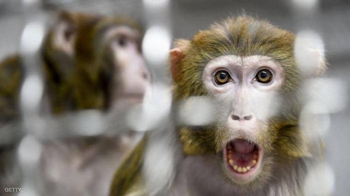 هارفارد: دراسة على القرود تكشف الحقيقة بشأن كورونا والمناعة