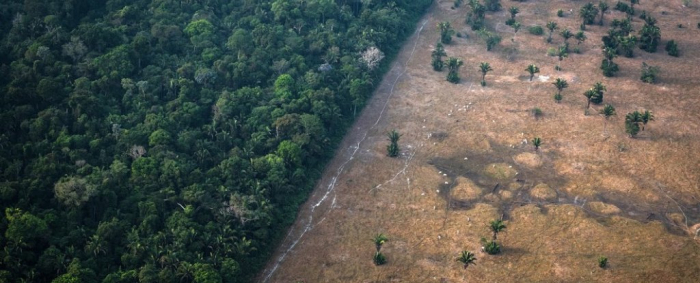 The Amazon could easily be next source of Coronaviruses, scientist warns
 