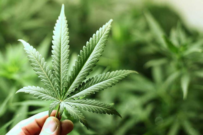 Le cannabis pourrait protéger contre le Covid-19, selon des scientifiques canadiens