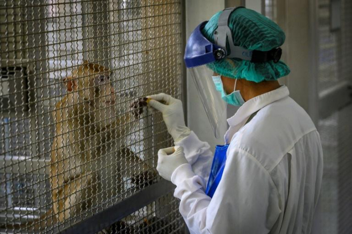 Coronavirus: la Thaïlande entre dans la course au vaccin avec des tests sur des macaques