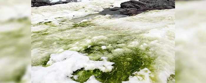 Climate change is turning parts of Antarctica Green, but it