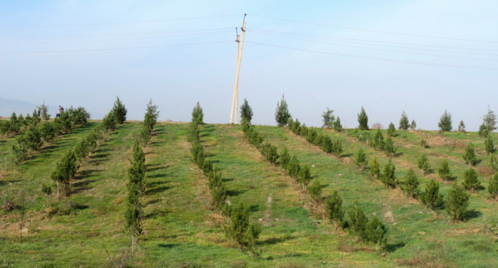 Bakı və Abşeronda 20 min hektar ərazi yaşıllaşdırılacaq