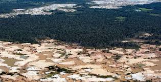 Football pitch of rainforest destroyed every six seconds: study