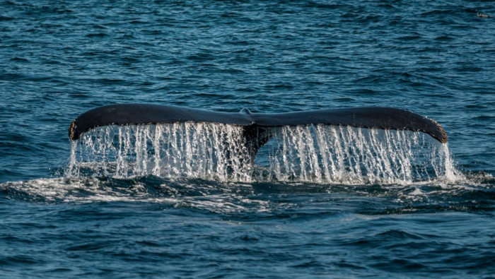 Trumps Attacke auf den Naturschutz