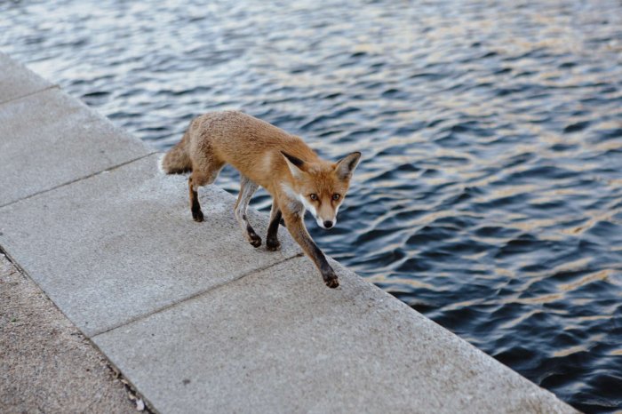   Les renards des villes seraient en phase de domestication  