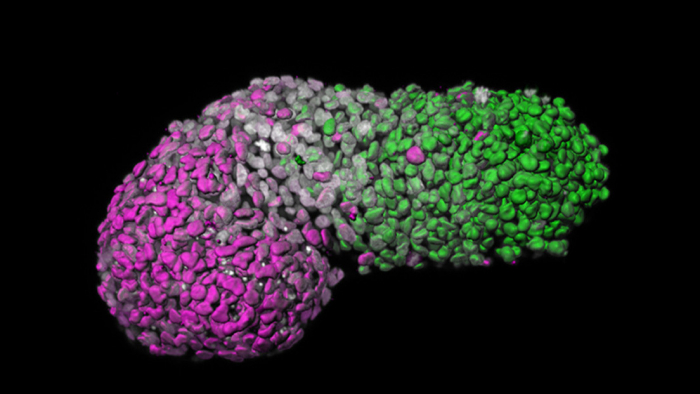 Científicos cultivan "modelos" de embriones humanos a partir de células madre