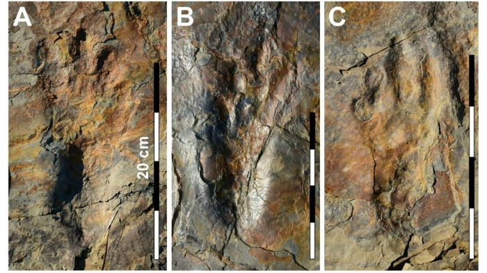    Dinosaures:   les ancêtres des crocodiles marchaient-ils sur deux pattes ?  