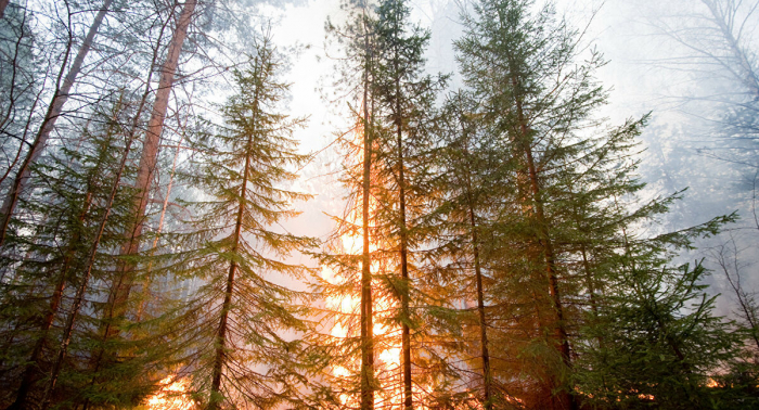 Notstand wegen Waldbränden auf Kamtschatka ausgerufen