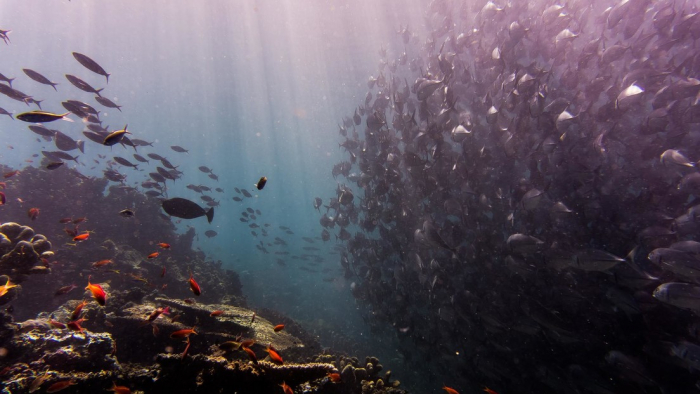 La contaminación humana por mercurio llega al lugar más profundo de los océanos del planeta