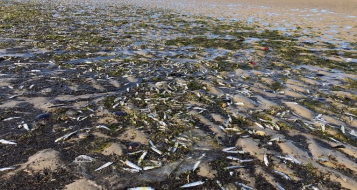 Rätselhaftes Heringssterben an der Nordseeküste