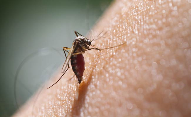 Italy study shows mosquitoes cannot transmit coronavirus
 