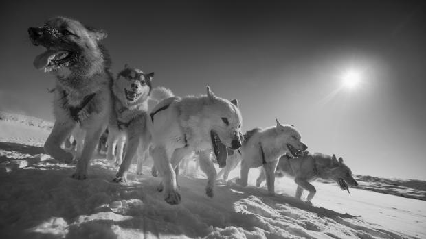 Los perros de trineo aparecieron hace 9.500 años en el Siberia