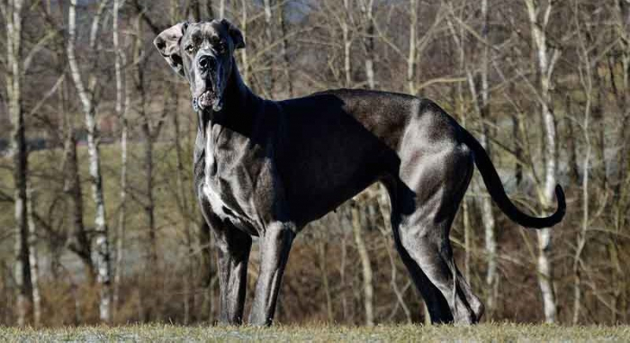 Le plus grand chien du monde établit un nouveau record –   Photos  
