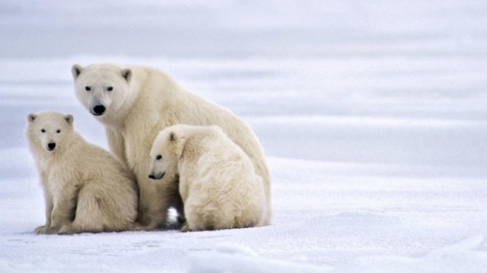 Klimawandel könnte Eisbären bis 2100 aussterben lassen