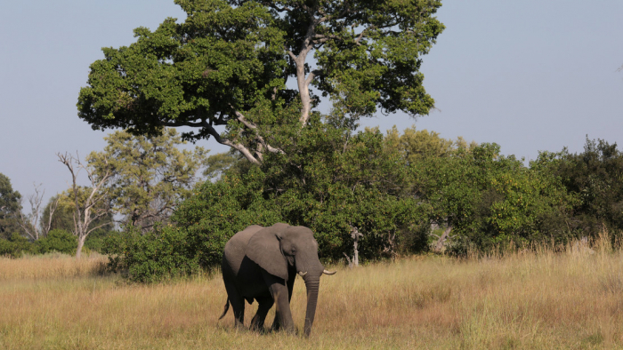 Más de 350 elefantes mueren en Botswana y nadie sabe por qué