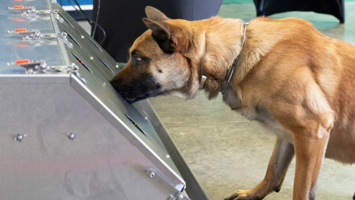 Bundeswehr testet Diensthunde als Corona-Schnüffler