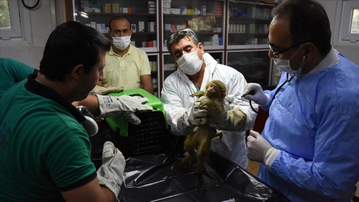 Informe de la ONU advierte que cerca del 60% de las infecciones humanas son de origen animal