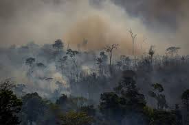 Amazon deforestation increases 25 percent in Brazil  