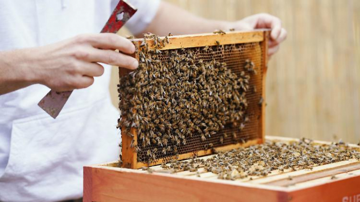   Wie Firmen mit Mietbienen ihr Image pflegen  