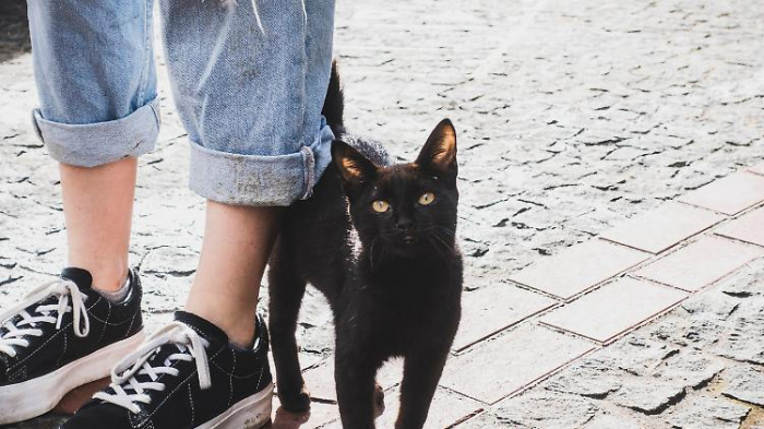   Wie Katzen zu anderen Haustieren wurden  