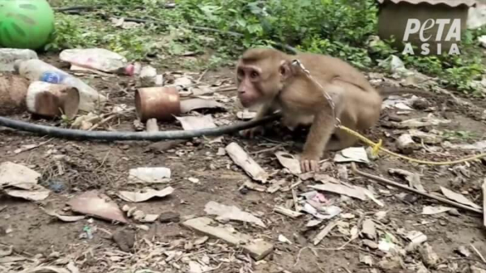 En Thaï­lande, des singes sont enchai­nés et forcés à cueillir 1000 noix de coco par jour