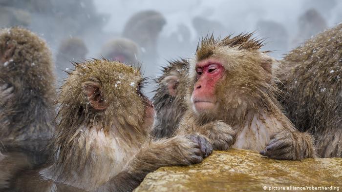 Monkeys and humans think more alike than we knew