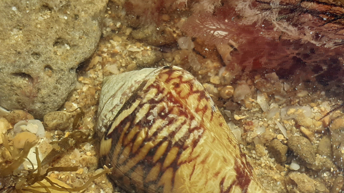 Descubren que el veneno de 13 especies de conos marinos podría tener beneficios farmacológicos