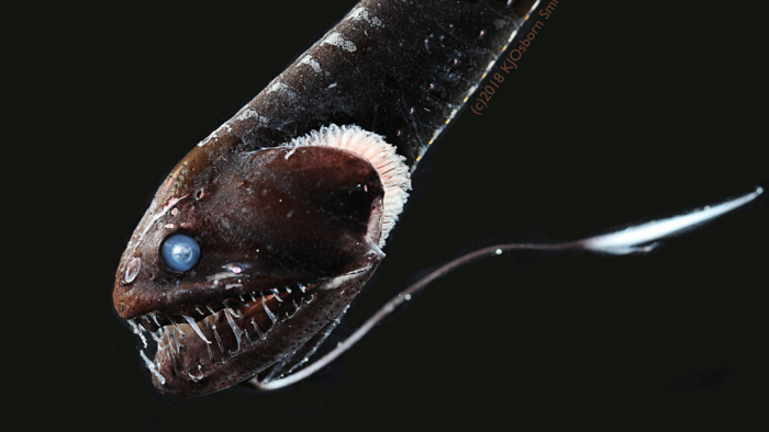 Científicos descifran el secreto del camuflaje de los peces "ultranegros" de las profundidades marinas