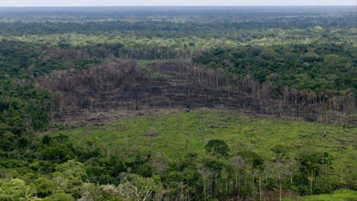 Cada colombiano es responsable en promedio de la deforestación de 1.278 metros cuadrados de bosques