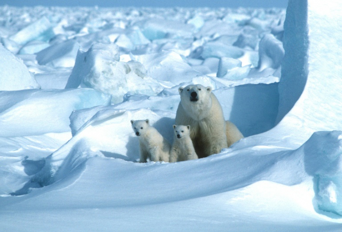 Polar bears could be extinct by 2100 due to climate change, study warns