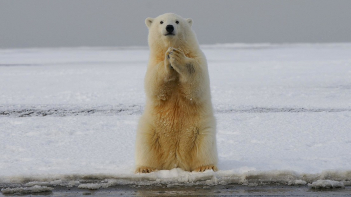 Casi todos los osos polares podrían desaparecer antes de 2100