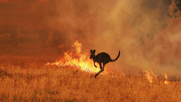 Estimated 3 billion animals affected by Australia bushfires: study  