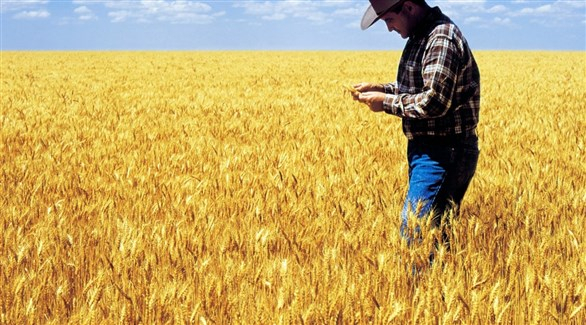 مزارعو أستراليا يتخلون عن الأرز بسبب الجفاف