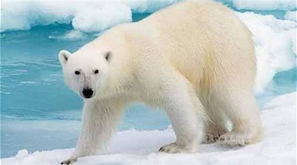 الدببة القطبية تواجه خطر الانقراض