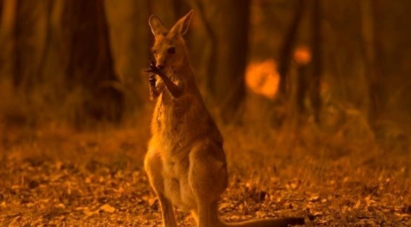 3 مليارات حيوان ضحية للحرائق في أستراليا