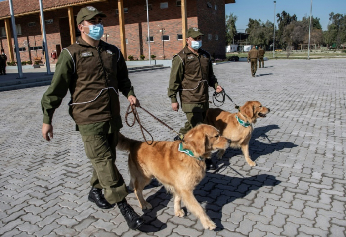 Au Chili, des chiens dressés pour détecter les malades du Covid-19