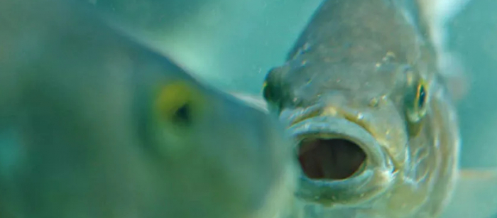 بعمق "اللانهاية"... العلماء يصنعون كاميرا موبايل خارقة من عيون الأسماك... صور وفيديو