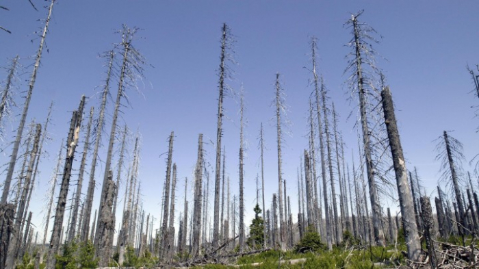 Schäden in deutschen Wäldern erreichen historisches Ausmaß