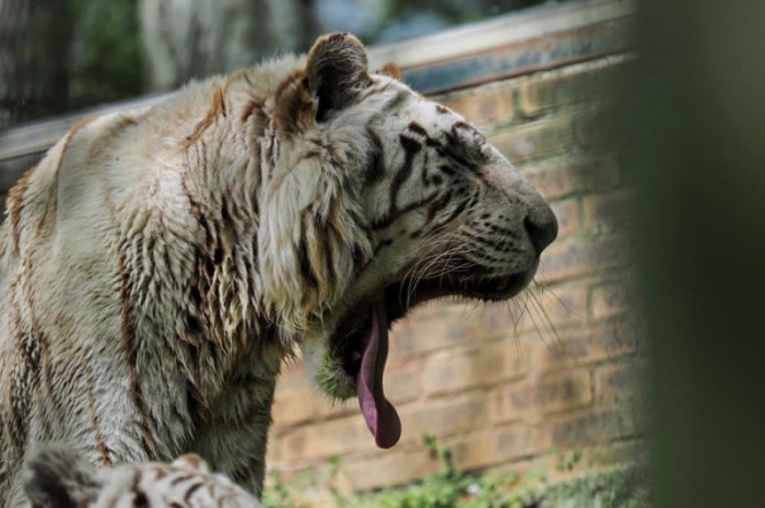 Une gardienne du zoo de Zurich mortellement blessée par un tigre