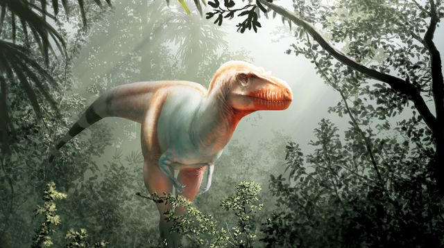 Un dinosaure plus petit qu’un smartphone découvert à Madagascar -   Images  