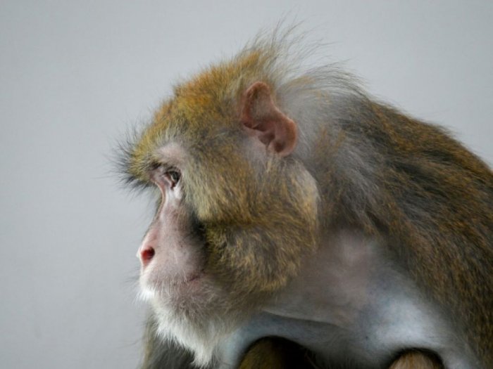 Des singes infectés par le coronavirus ont développé une immunité à court terme