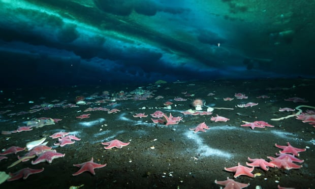First active leak of sea-bed methane discovered in Antarctica