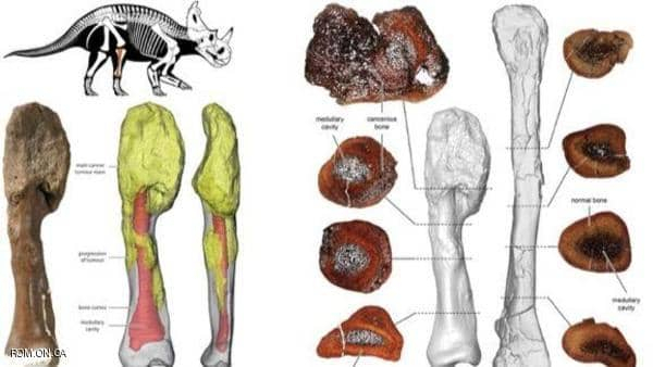 علماء يشخصون إصابة ديناصور بالسرطان