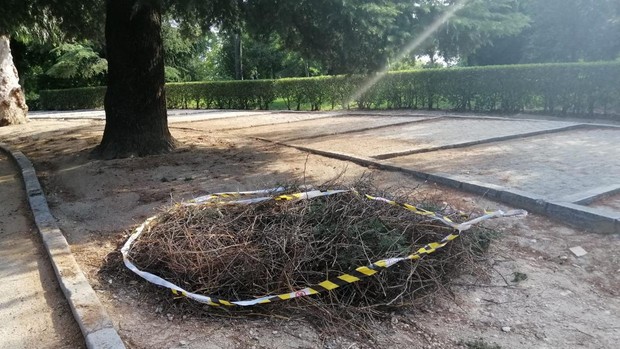 Se encuentra un gigantesco nido de cotorras argentinas en El Retiro ante el peligro de desprendimiento