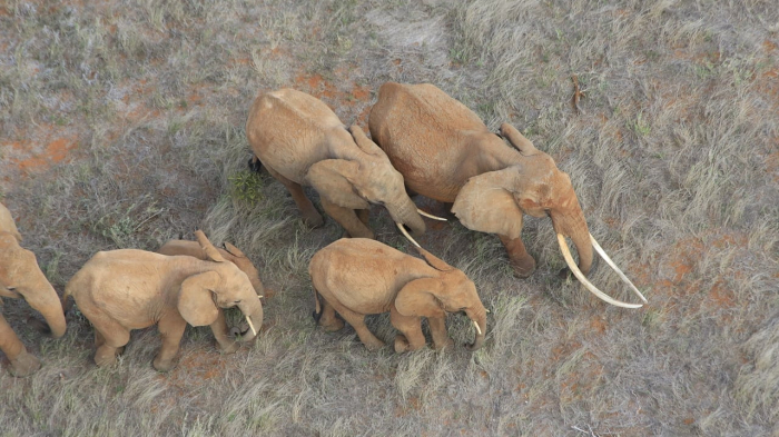 Elefanten-Massensterben in Botswana