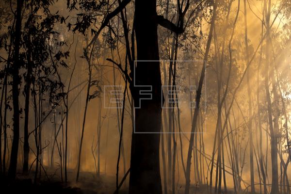 España reduce casi un 60 % la superficie forestal quemada hasta julio por los incendios