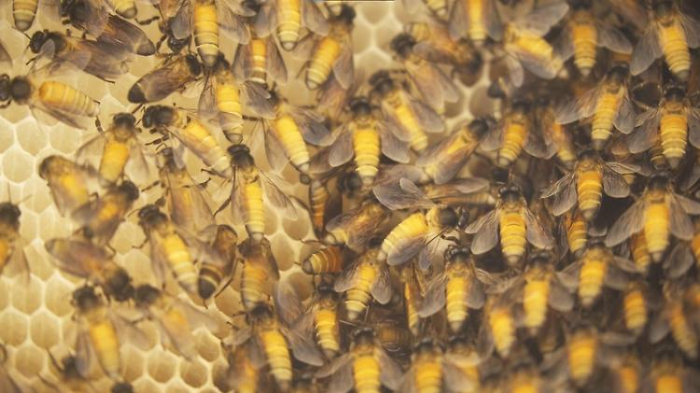   Dreckluft setzt Honigbienen hart zu  